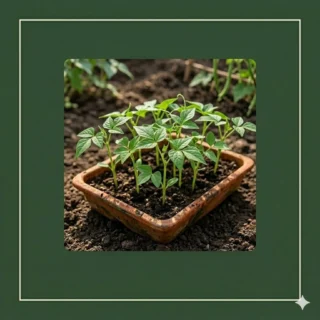 Long Bean Saplings